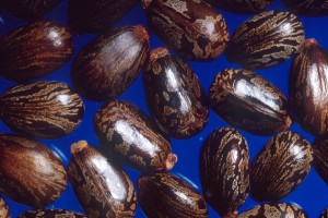 Castor Oil, Turkey Red