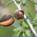 Almond Oil, Sweet