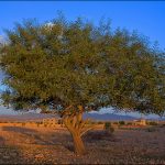 Argon Oil