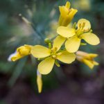Canola Oil Organic