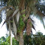 Babassu Oil